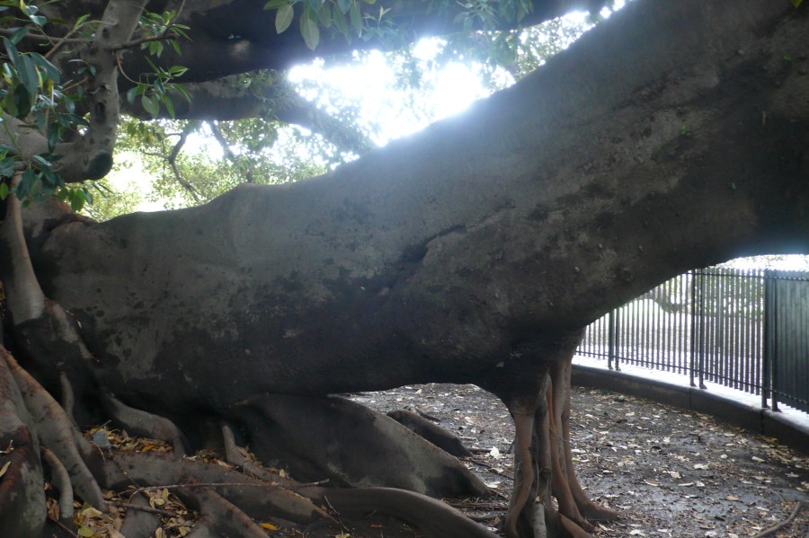 The famous Gran Gomera.