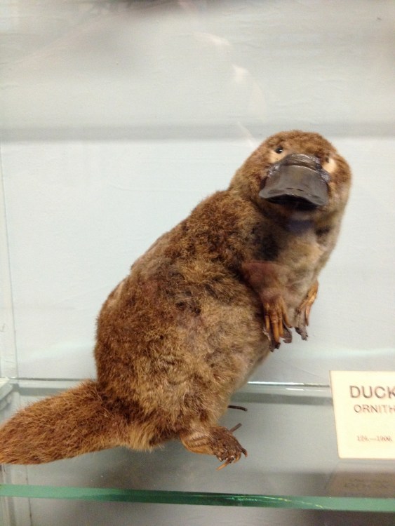 PLATYPUS