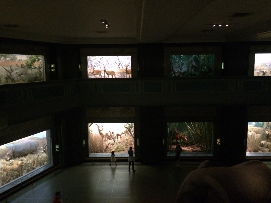 2-story wide shot at AmMusNatHistory NYC Arran Henderson