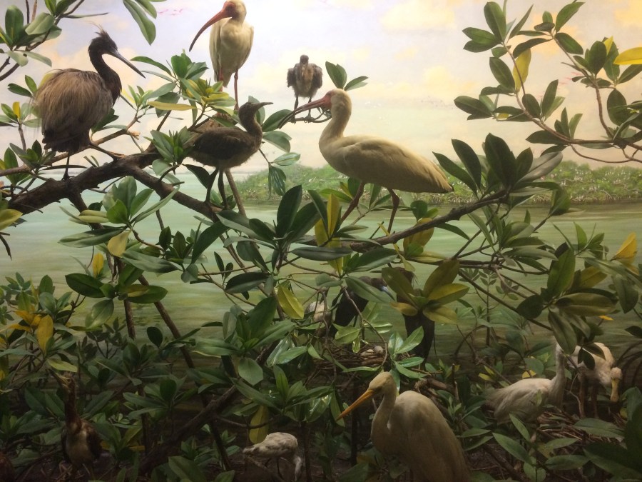 Birds AmMusNatHistory NYC Arran Henderson