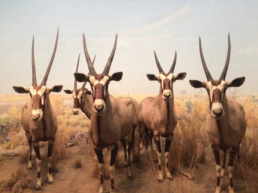 Deer at AmMusNatHistory NYC Arran Henderson