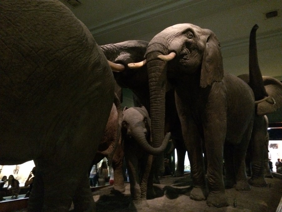 Elephant wide AmMusNatHistory NYC Arran Henderson