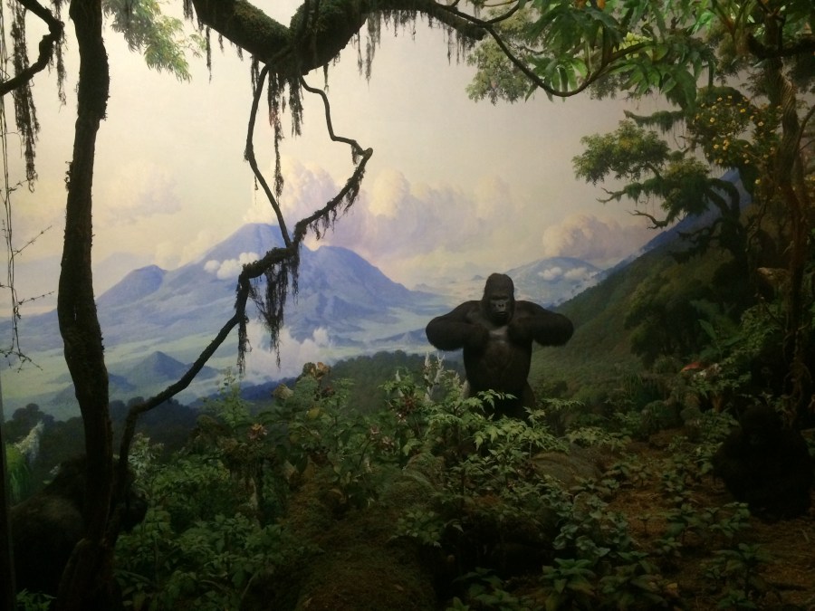 Gorilla at AmMusNatHistory NYC Arran Henderson