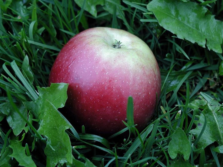 1280px-Detail_of_apple_in_grass